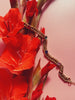 Sahara Gold Bracelet - Milgo Awad